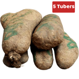 Fresh Yam Tubers (5 tubers)